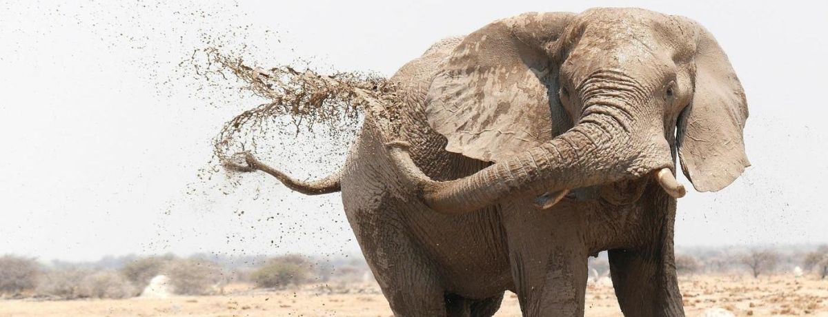 elephant cleaning itself with mud