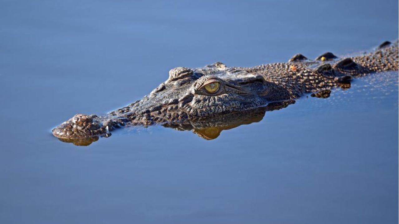 Alligator Lurking, Waiting To Attack