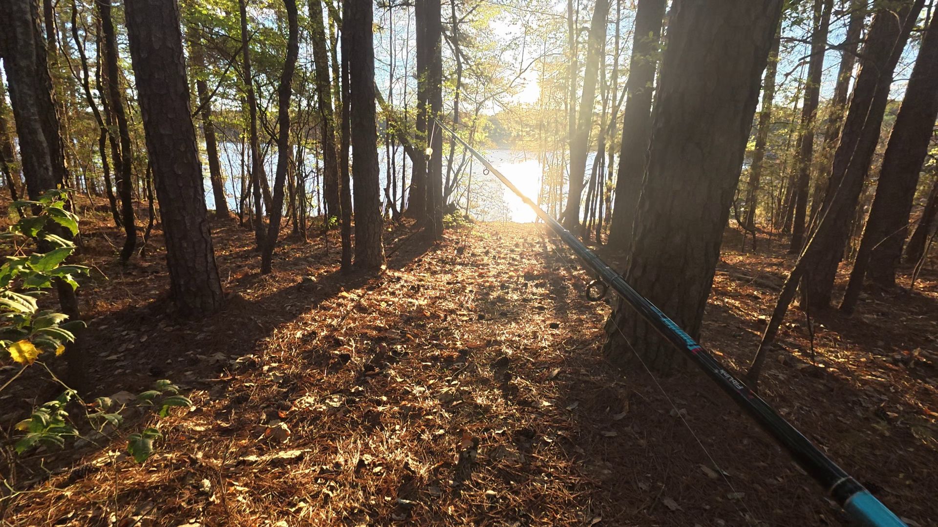Lake Lanier Park trees