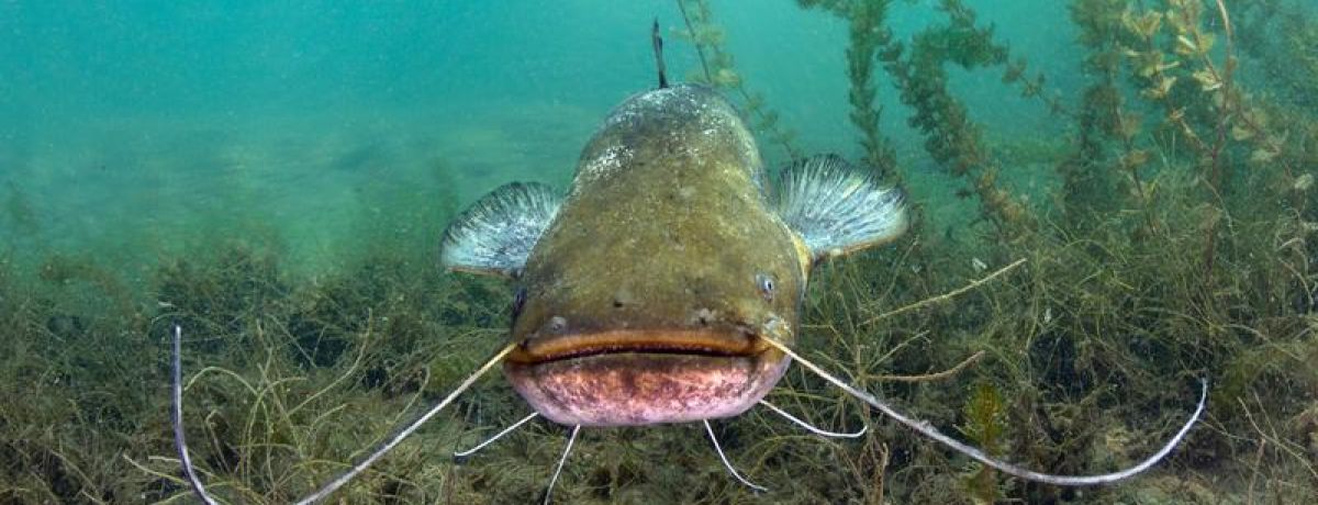 Catfish Living Makes Better Living