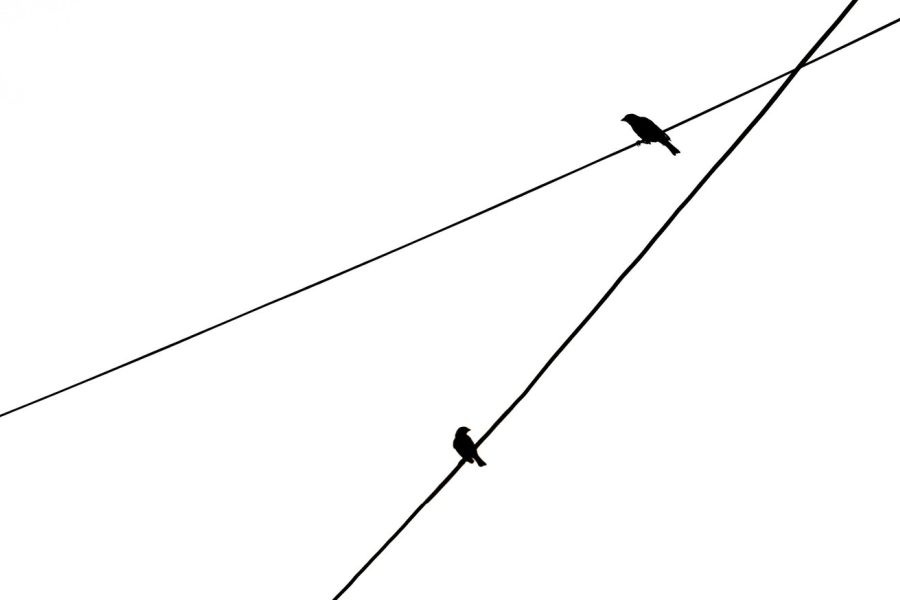crossing lines, birds