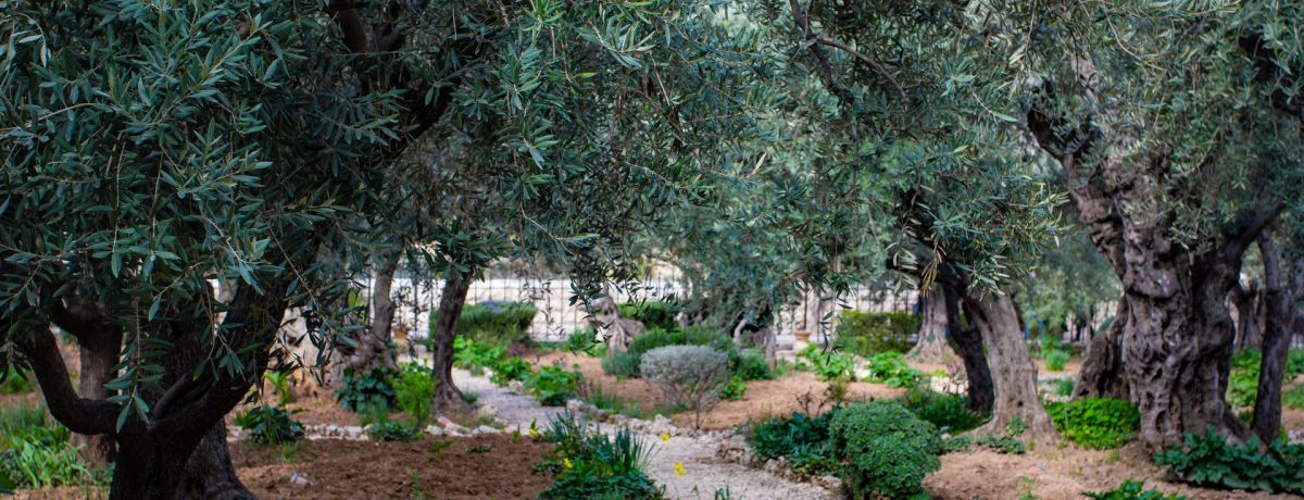 Garden of Gethsemane, Jerusalem, Israel