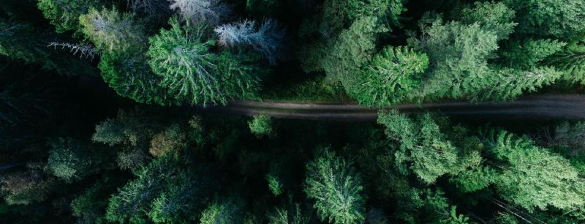 Forest Road Top View - Moving Forward