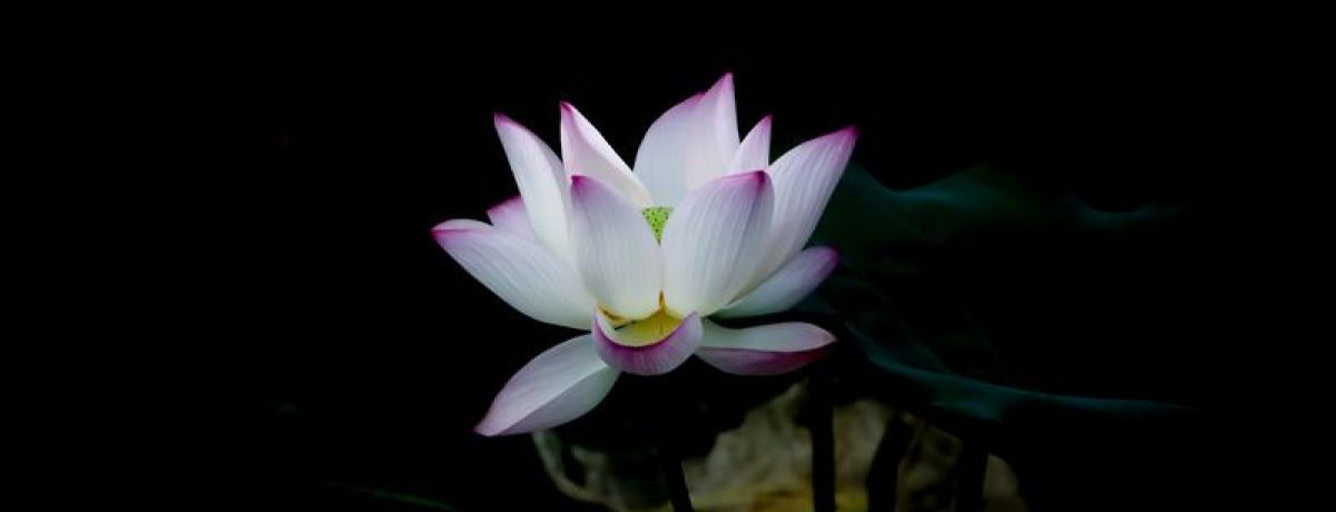 Blooming Flower against dark background