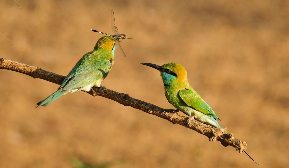 birds, getting a bug