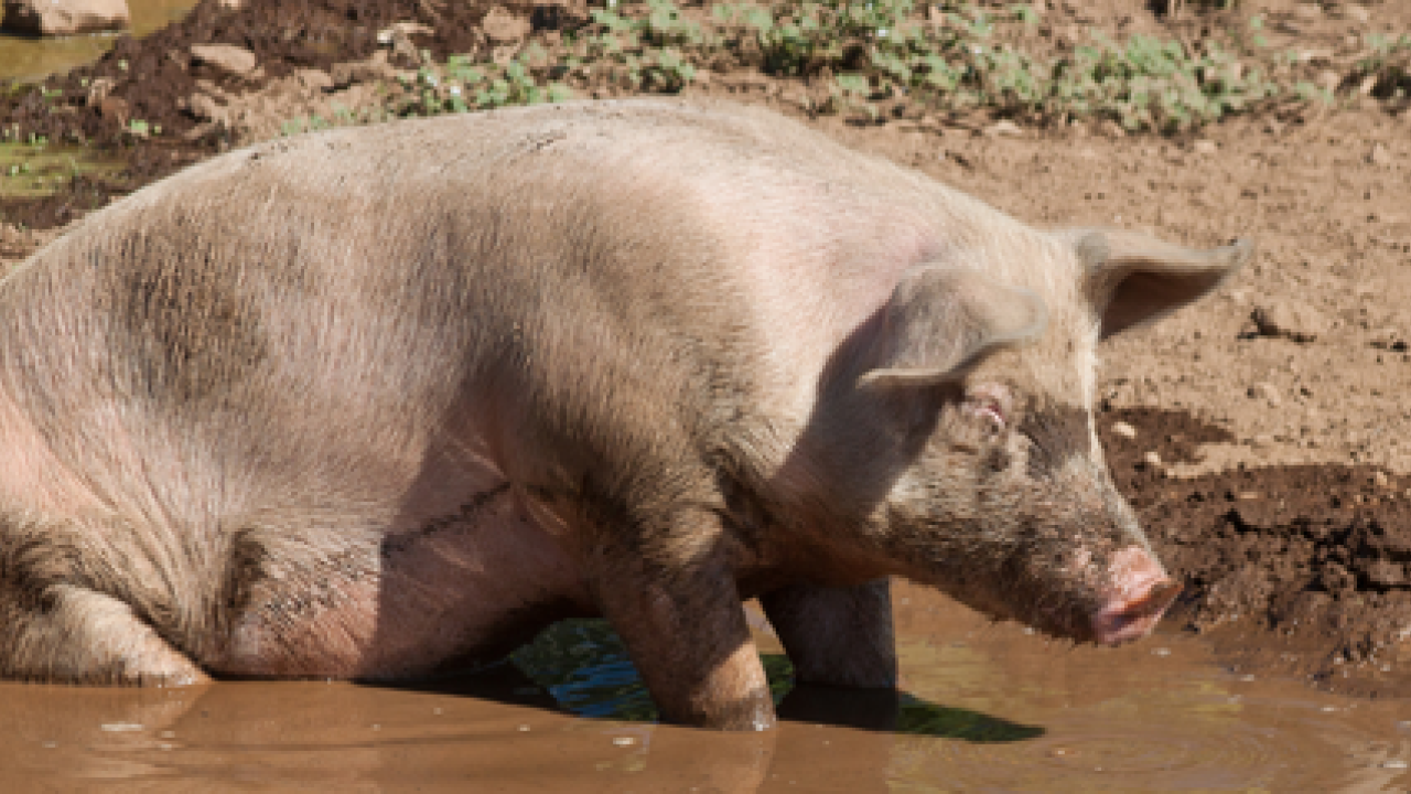 giant big in the mud