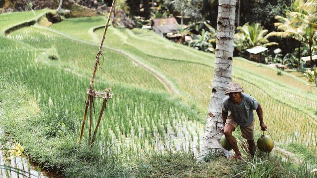 Carrying Items Up Hill From Rice fields