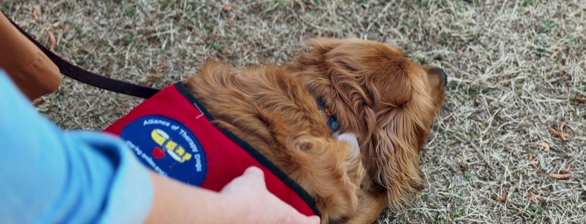 juniper, therapy dog