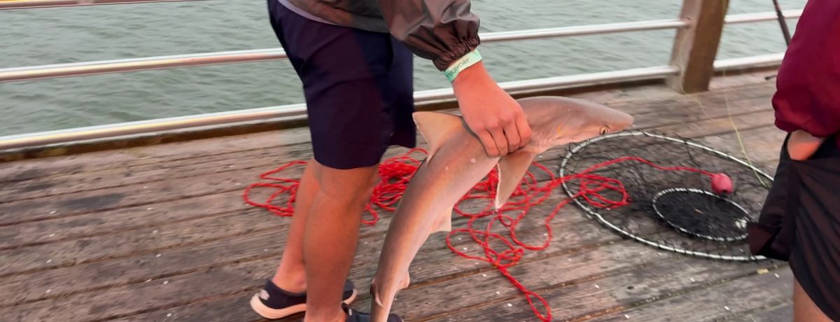 holding shark at oak island