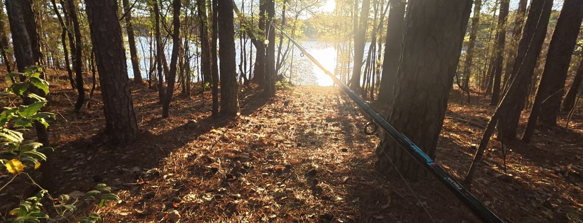 Lake Lanier Park trees