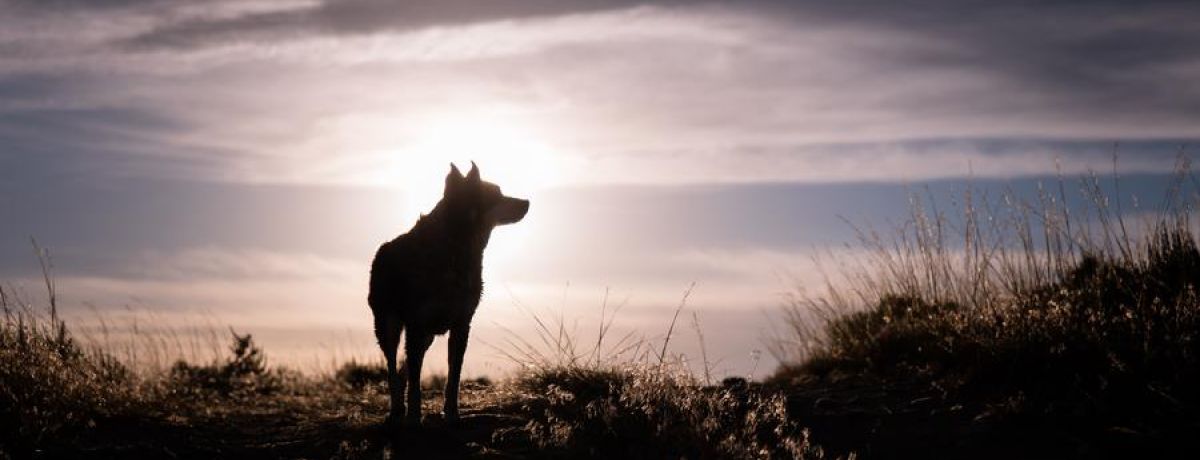 Wolf looking on the horizon