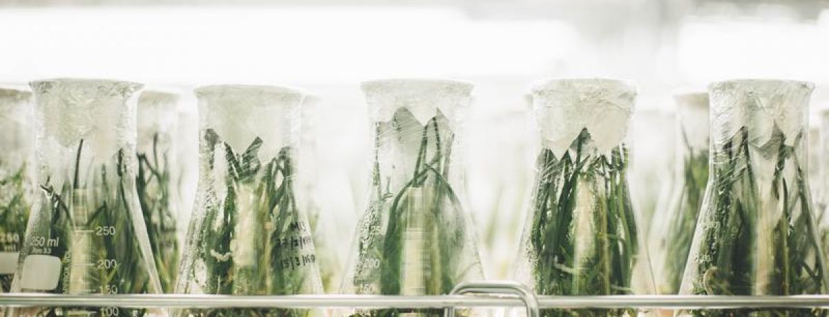 Experimental Plants In Glass Beakers