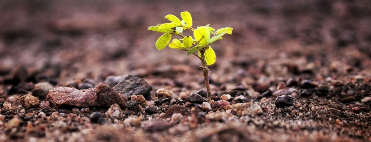 green plant or tree growing out of the ground
