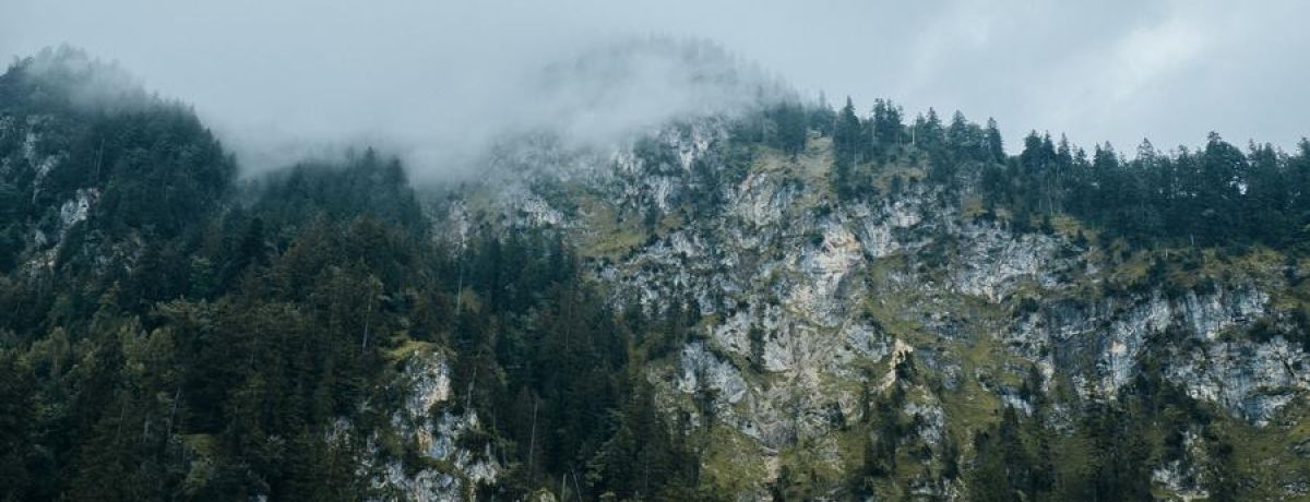 misty mountain with trees