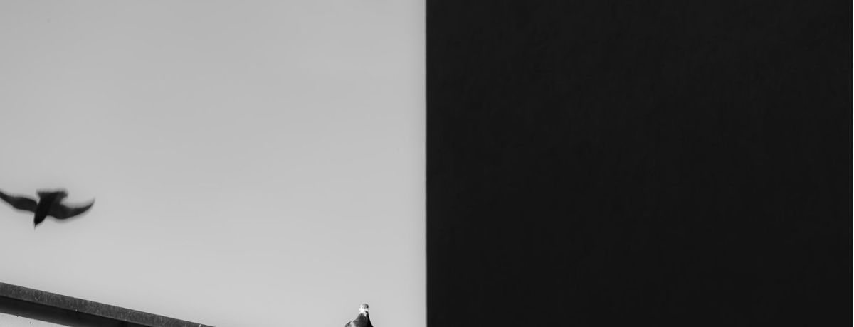 birds on a ledge, black and white