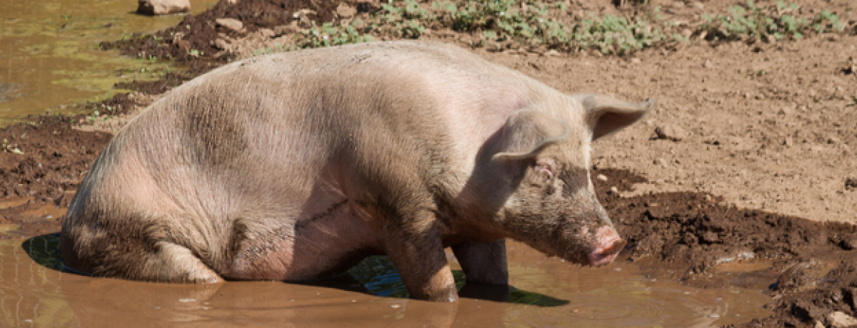 giant big in the mud