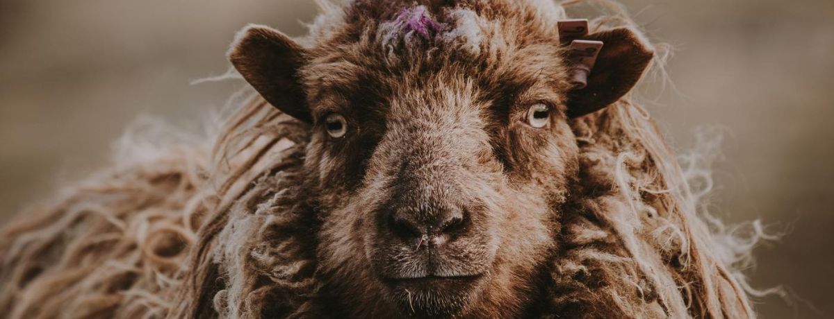 funny looking sheep, outside