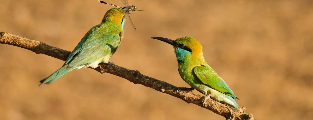 birds, getting a bug