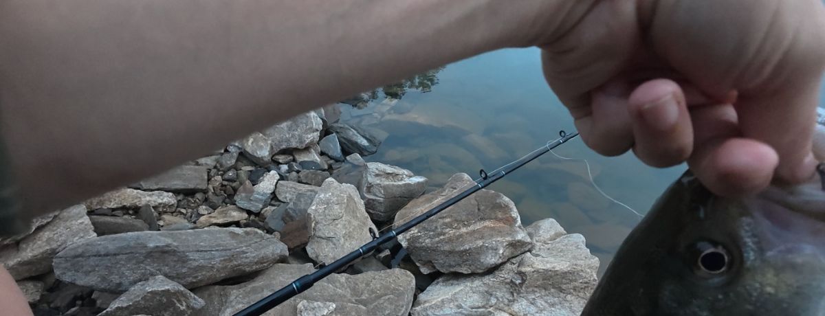 holding a striper on the bank, at saddle dike 3, lake lanier