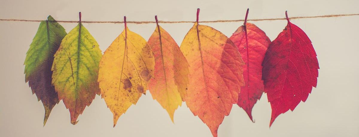 changing leaves colors