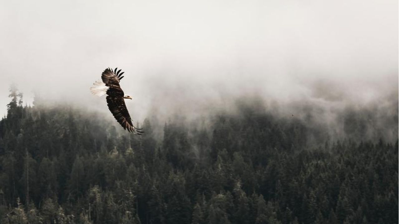 eagle flying over trees
