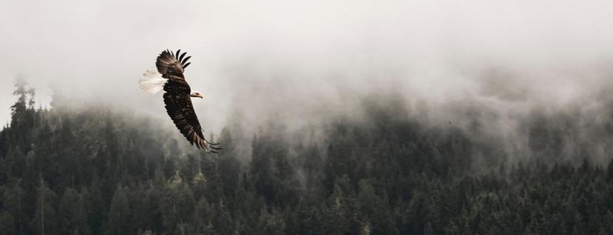eagle flying over trees