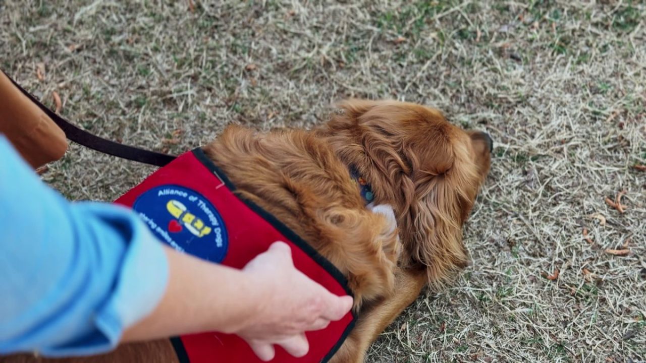juniper, therapy dog