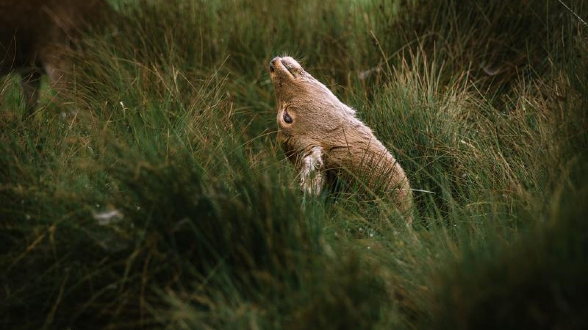 Animal Looking Back In Grass