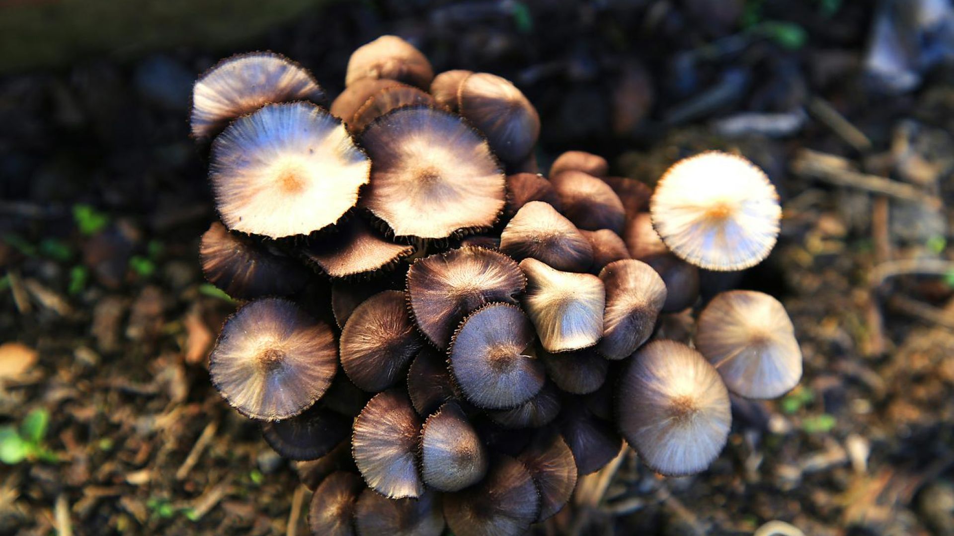 cluster of mushrooms