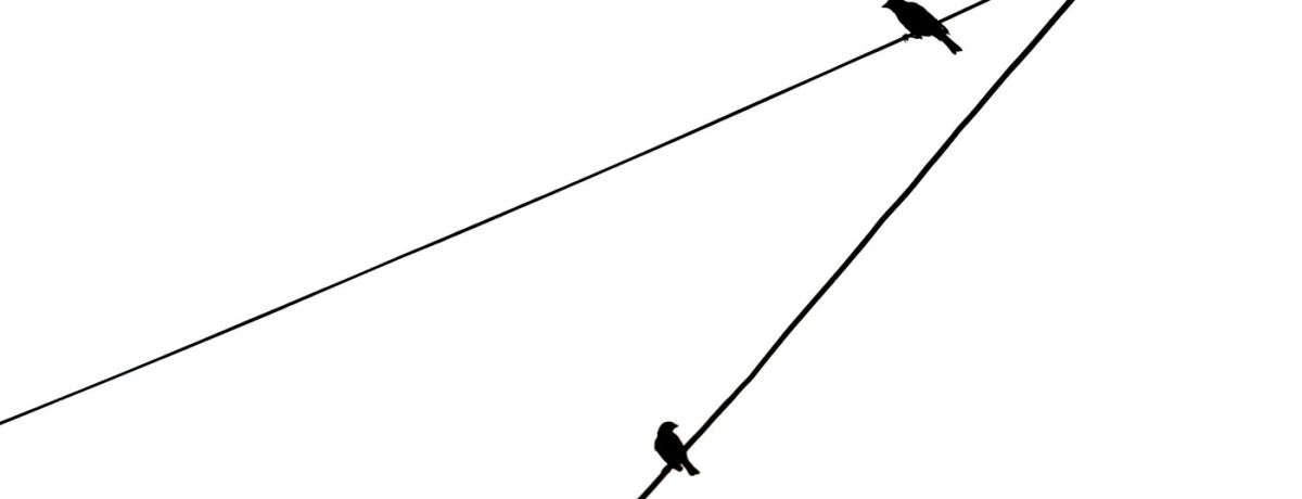 crossing lines, birds