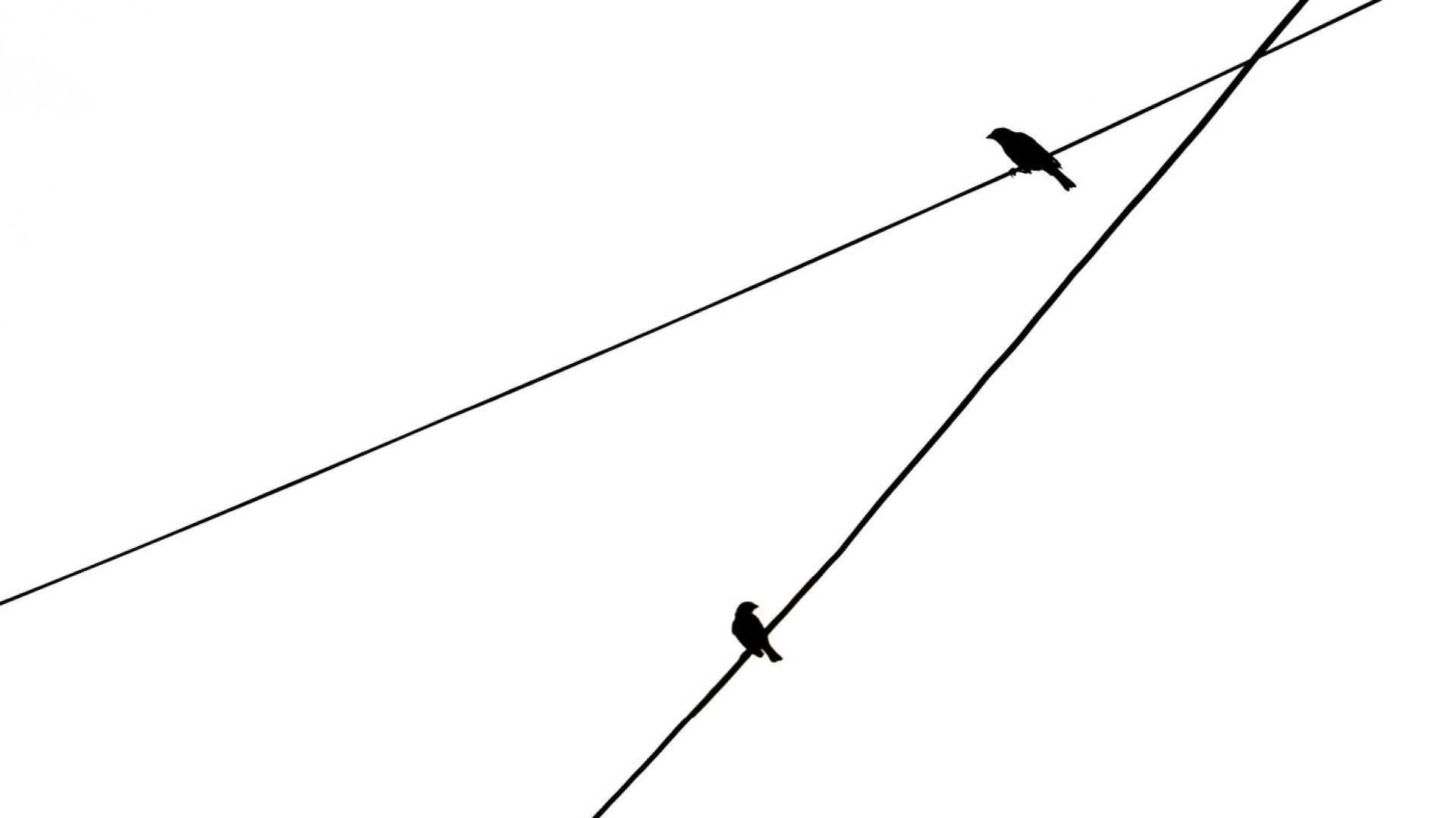 crossing lines, birds