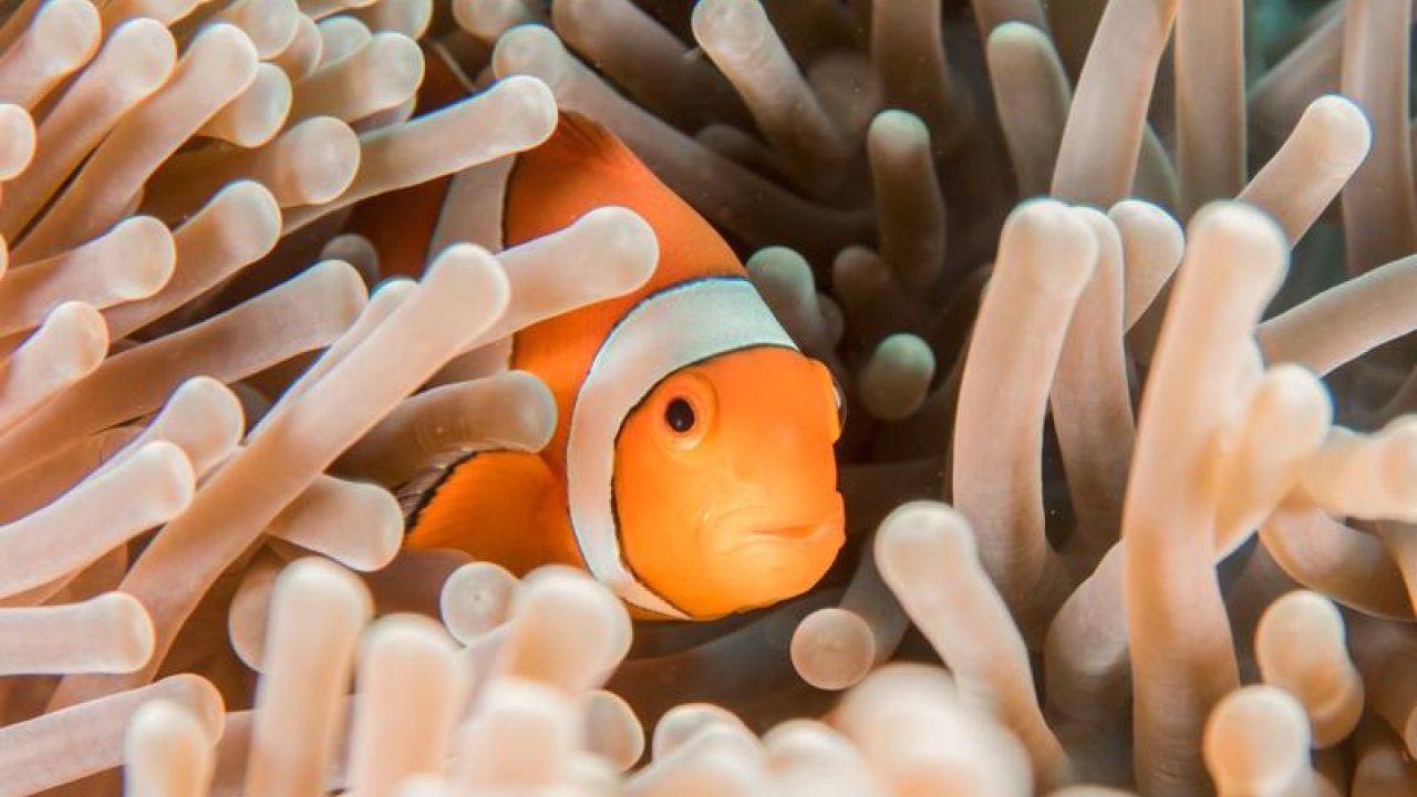 clownfish hiding