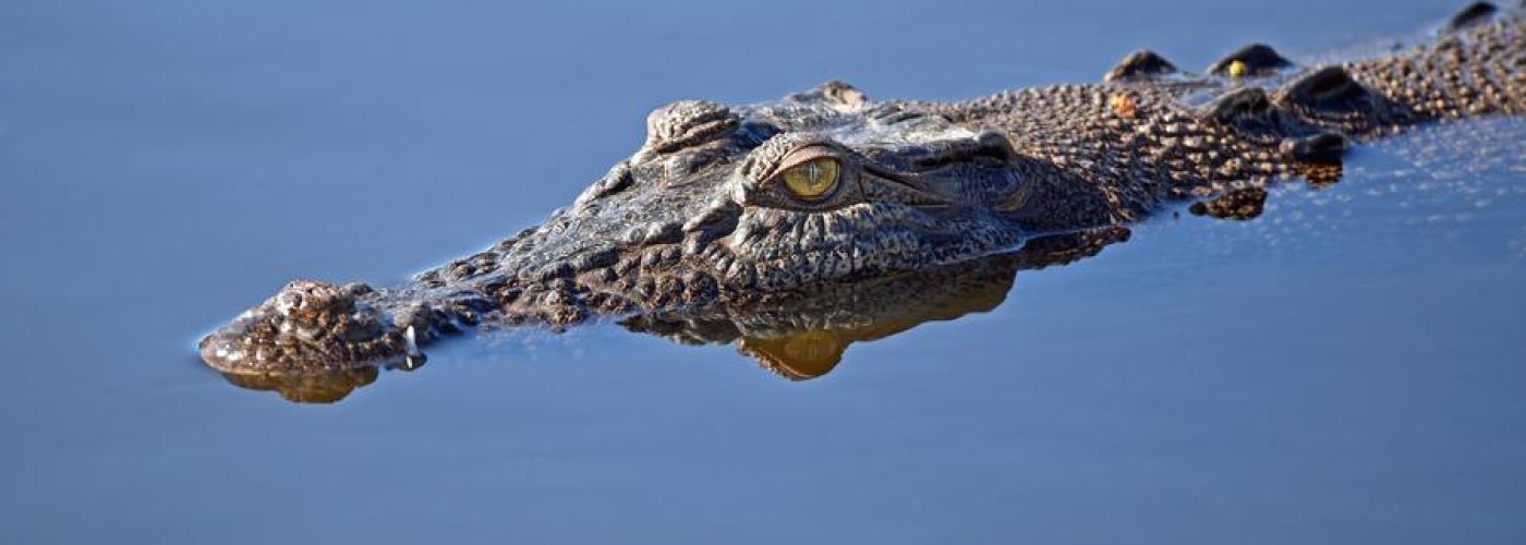 Alligator Lurking, Waiting To Attack