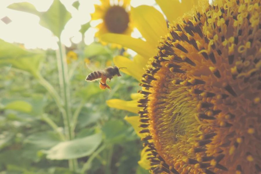 a bee polinating a sunflower, outdoors