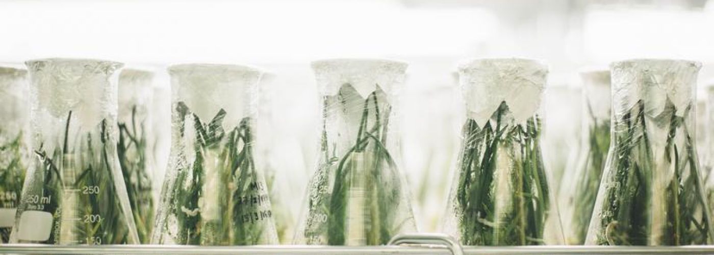 Experimental Plants In Glass Beakers