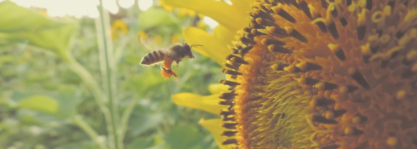 a bee polinating a sunflower, outdoors