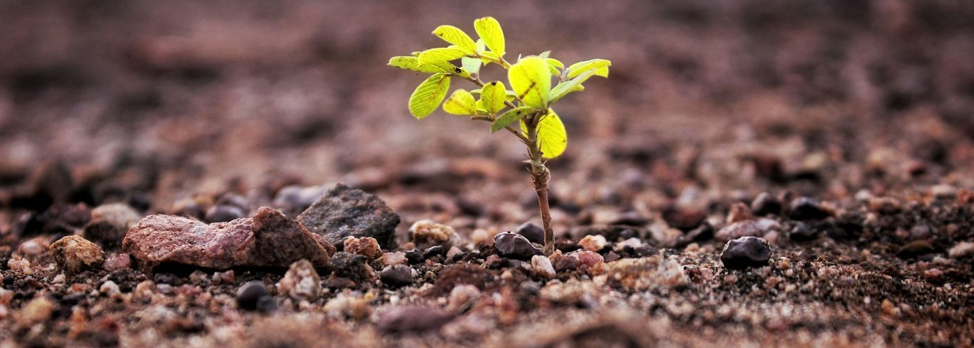green plant or tree growing out of the ground