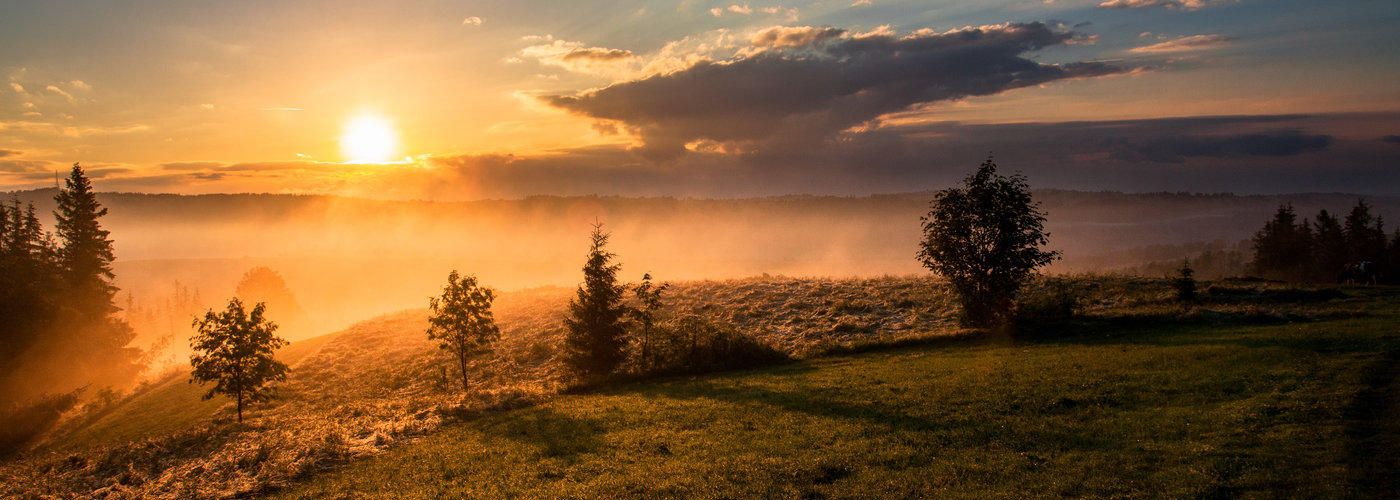 morning sunrise, outdoors, trees, grass, sky