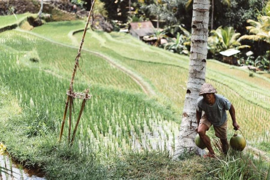 Carrying Items Up Hill From Rice fields