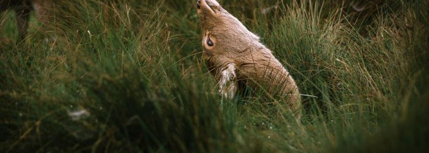 Animal Looking Back In Grass