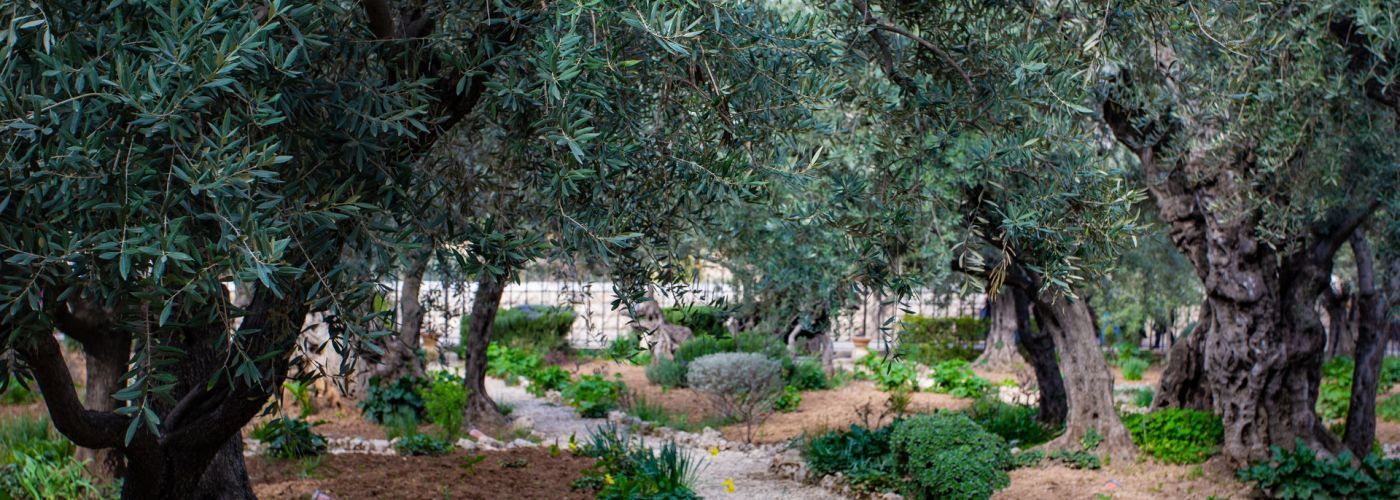 Garden of Gethsemane, Jerusalem, Israel