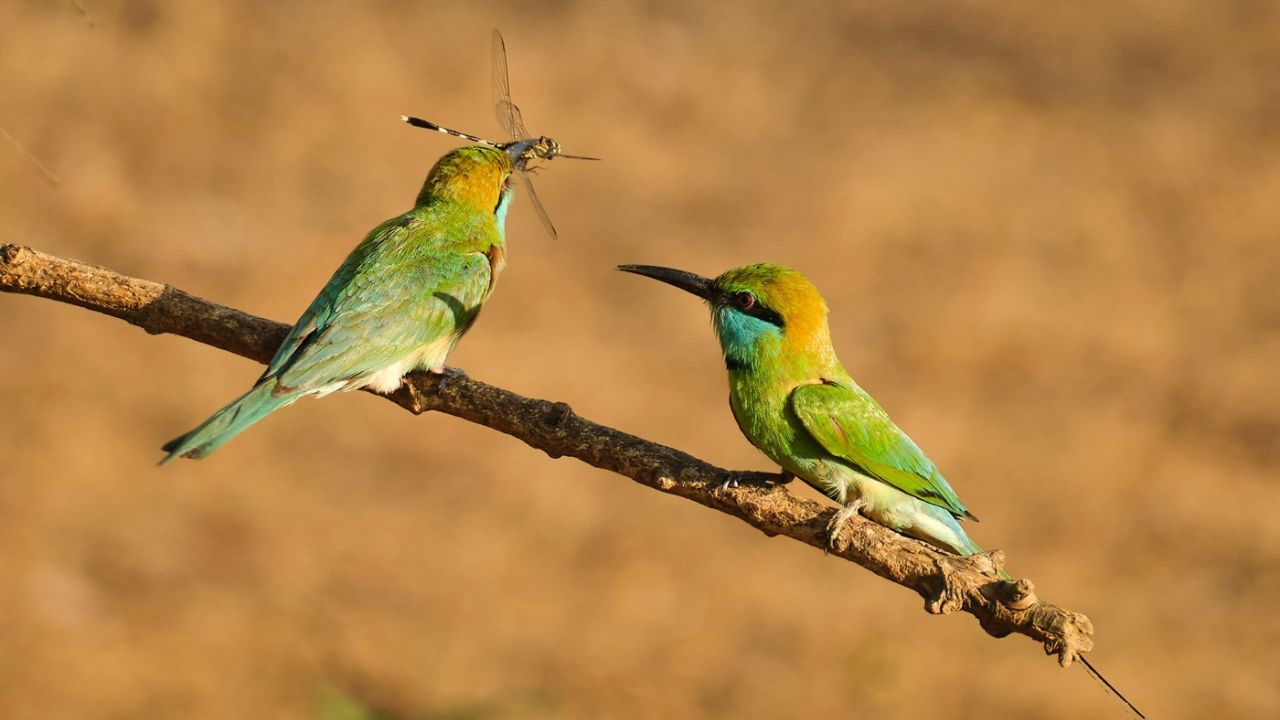 birds, getting a bug