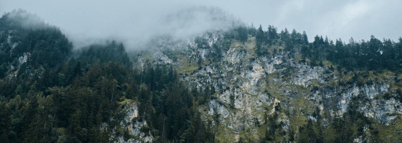 misty mountain with trees