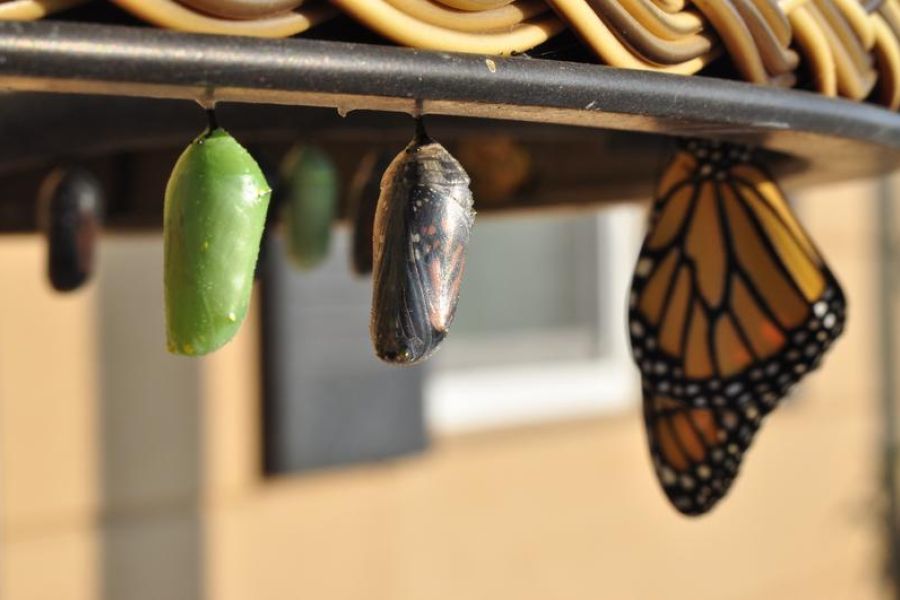 butterfly and cocoons