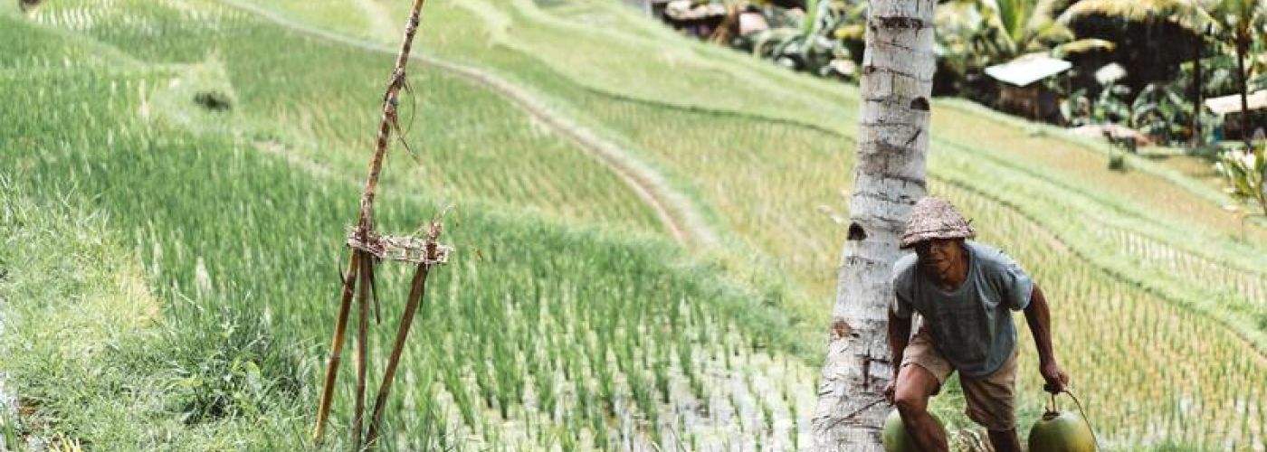 Carrying Items Up Hill From Rice fields