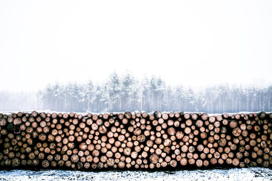 Numerous wood logs stacked