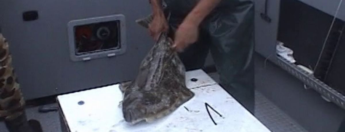 alaska deep sea fishing, halibut