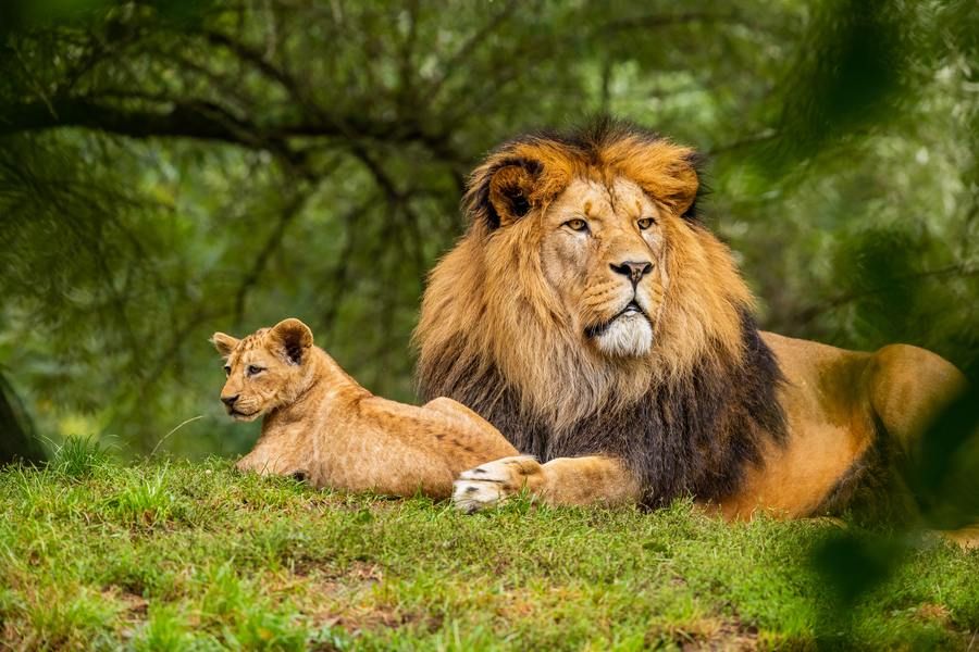 lion on grass, looking out, outdoors