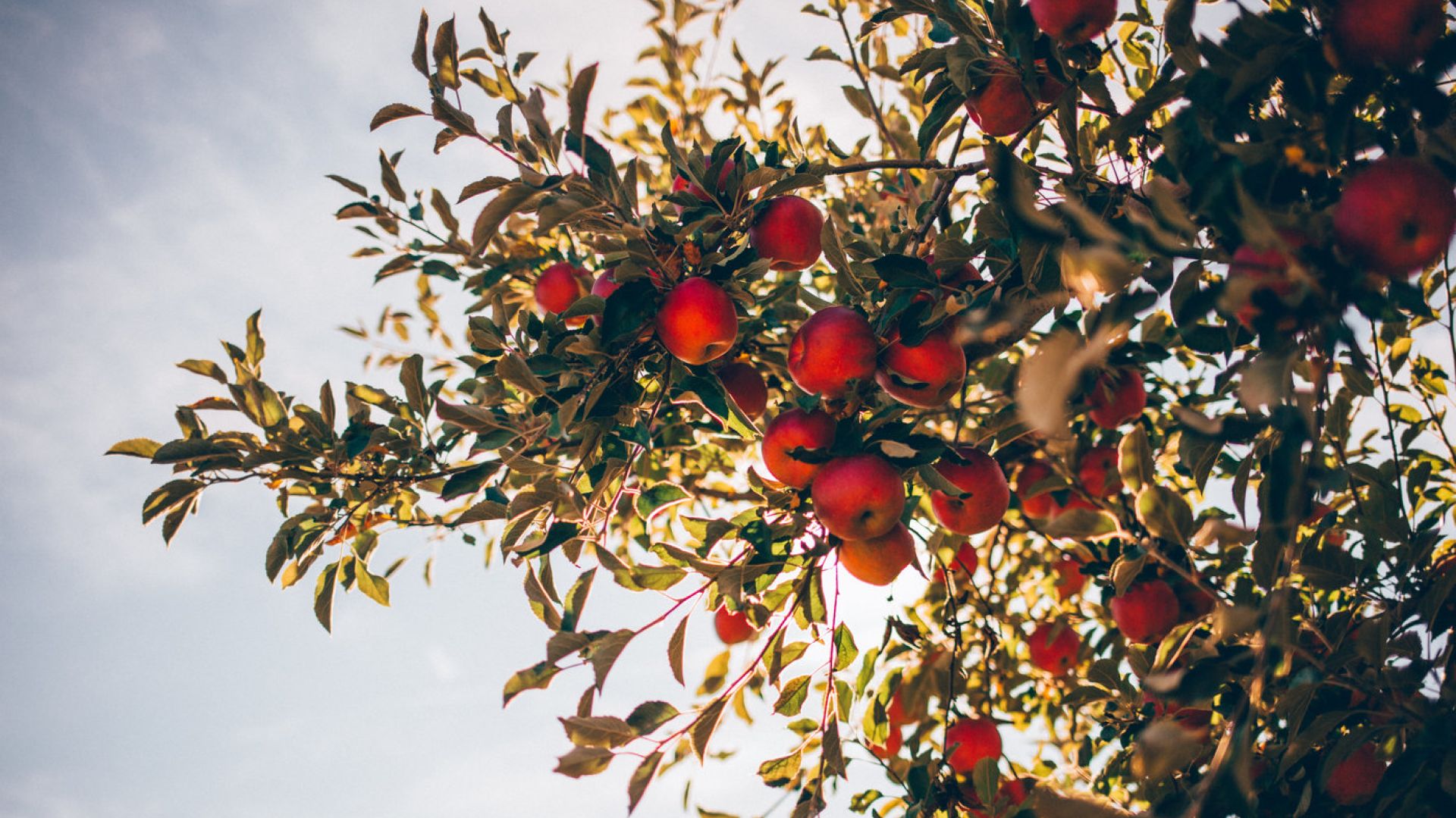Red Apples Tree Outdoors