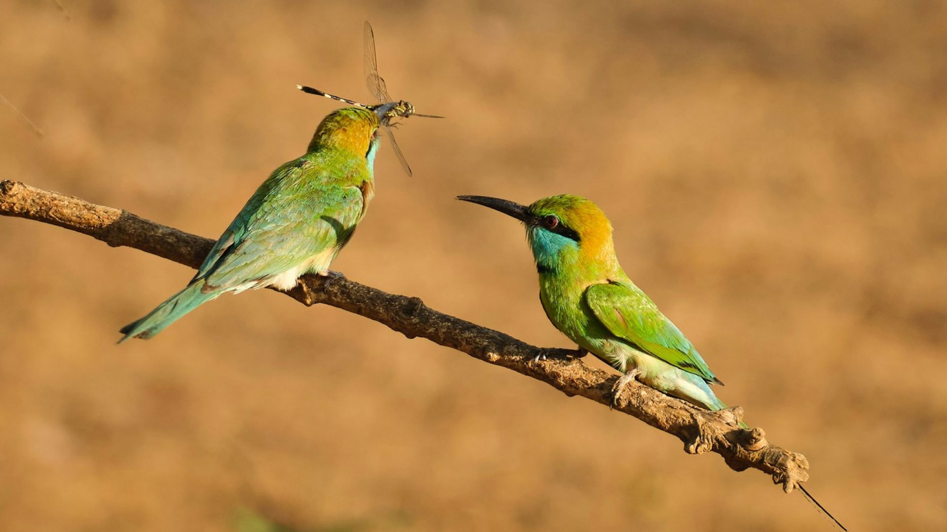 birds, getting a bug